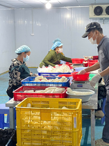 Muestra Gratis de Mango Congelado, Mejor Precio, Mitades IQF, Fresco y Dulce, Empaquetado a Granel, Conservado en Agua, Fruta Exportada - Product Image 6