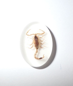 Golden Scorpion Real Specimen Plastic Cabochon Oval 18x25 mm White Flat Bottom for Crafts and Jewelry Making - Product Image 6