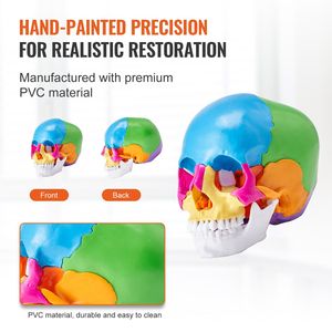 Modello di Cranio Umano in PVC Dipinto a Grandezza Naturale con 22 Parti Anatomiche Staccabili, Strumento Didattico per Scienze Mediche - Product Image 5