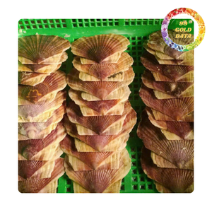 Coquilles Saint-Jacques écologiques faites à la main à double paroi pour la décoration intérieure, les kits d'artisanat et la décoration côtière – Vente en gros - Product Image 6