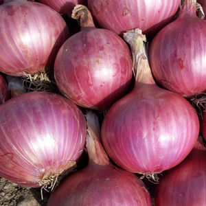 Cebollas Rojas Orgánicas Frescas de Primera Calidad a Granel de la Provincia de Gansu a Precios de Descuento - Product Image 5