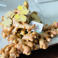Gingembre frais jaune du Vietnam 100% Cao Bang, haute qualité, stockage frigorifique, durée de conservation de 2 ans, sac en filet de 20 kg, export alimentaire