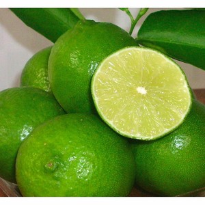 LIMÓN VERDE FRESCO SIN SEMILLAS DE VIETNAM CON PRECIO DE FÁBRICA Y ALTA CALIDAD-CARYLN - Product Image 2