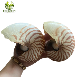 Coquillages marins naturels en spirale pour la décoration côtière, les aquariums de villégiature, les tables de mariage et l'aménagement intérieur sur le thème de l'océan - Product Image 1