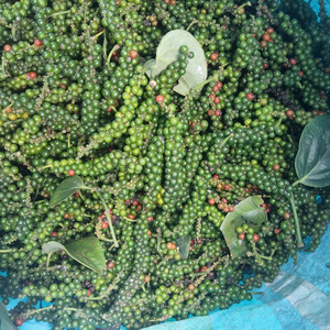พริกไทยดำเวียดนามคุณภาพพรีเมียม 550 กรัม/ลิตร 570 กรัม/ลิตร เม็ดใหญ่ พริกไทยดำเม็ดเต็ม เกรดส่งออกมาตรฐาน A 500 กรัม/ลิตร - Product Image 5