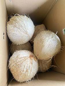 มะพร้าวแห้งทั้งเปลือกมะพร้าวมะพร้าว Seco pelado gedroogde gepelde kokosnoot สำหรับผู้ค้า (วา + 84914319488) - Product Image 1