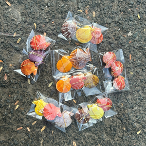 Vietnam Mix Seashell For Enhancing Garden Textures And Providing Natural Ocean Aroma To Any Home From 99 Gold Data - Product Image 6