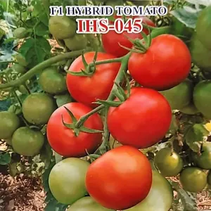 Iris IHS-045 Graines <span class=keywords><strong>de</strong></span> <span class=keywords><strong>tomates</strong></span> rouges brillantes <span class=keywords><strong>de</strong></span> forme oblate, variété tolérante au TYLCV, variété <span class=keywords><strong>de</strong></span> <span class=keywords><strong>tomates</strong></span> fraîches - Product Image 2