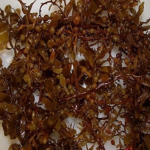 ALGAS SARGASSUM CRUDAS // DE VIETNAM // ALTA CALIDAD - Product Image 2