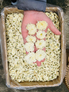 ชาดอกเบญจมาศขาวอบแห้งจากเวียดนาม ชาดอกไม้แห้งทั้งดอก สำหรับชงดื่มร้อน ดอกตูมแห้ง ขายส่ง - Product Image 6