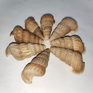 Perles en coquillages marins, coquillages en spirale, coquillages de mer à bon prix, vente en gros de coquillages, différents types de coquillages - Product Image 6