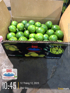Citron vert frais sans pépins du Vietnam – Rendement élevé en jus, idéal pour la restauration - Product Image 4