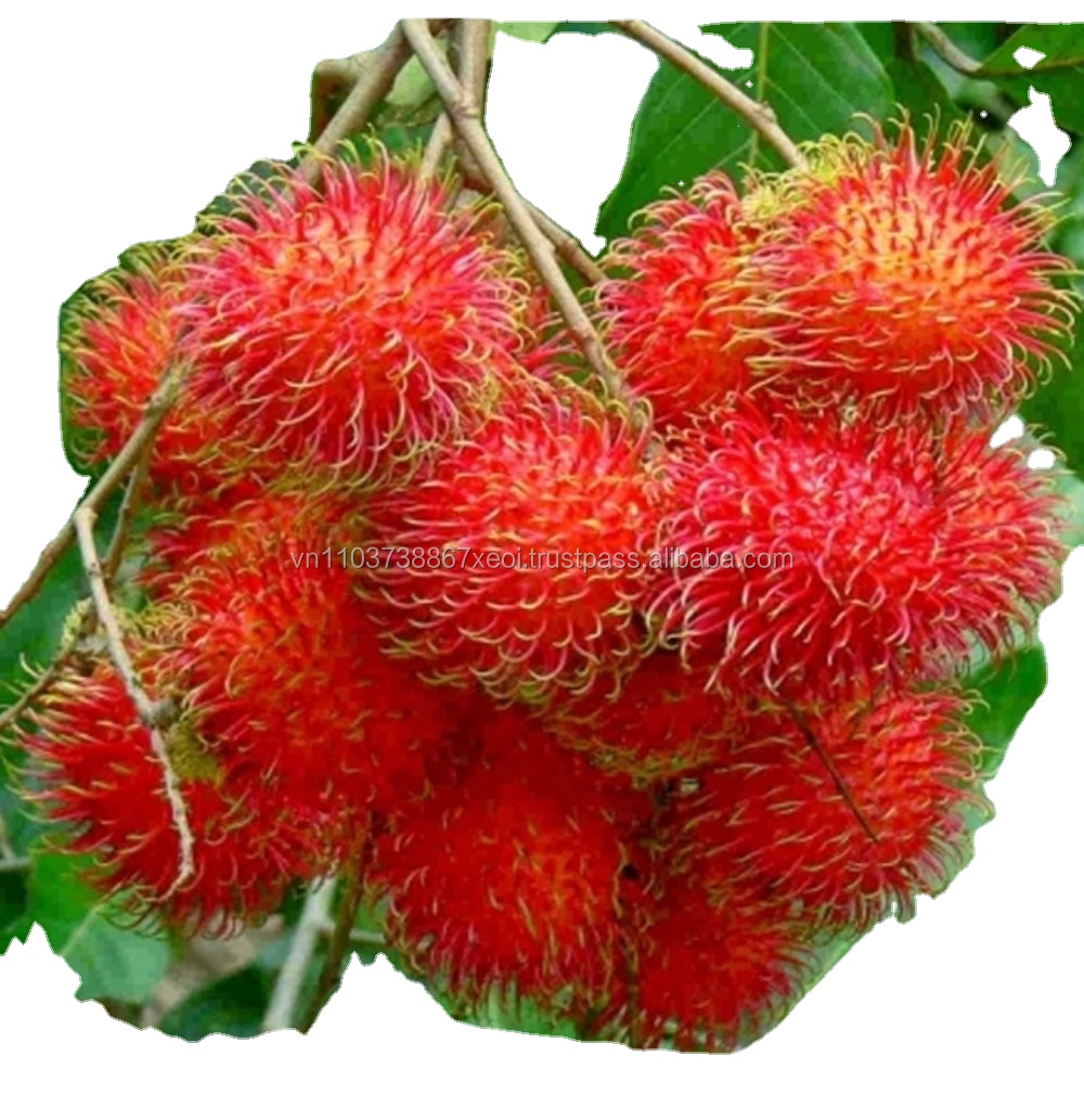 JAVA RAMBUTAN EXOTISCHE FRUCHTE AUF VITDNAM ZU VERKAUF/Meisterin Laura +84 91 850 9071