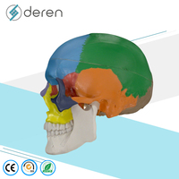 Modèle de tête humaine, squelette scolaire, enseignement médical, anatomie, plastique, taille naturelle, modèle de crâne 3D coloré