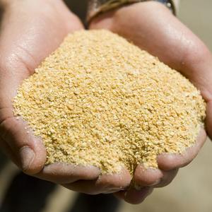 Ingrédient alimentaire transformé : Farine de volaille brune en poudre fine pour l'alimentation animale riche en protéines, approvisionnement en vrac, sacs d'exportation - Product Image 3