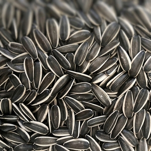 Graines de tournesol décortiquées biologiques 300-450 USD/tonne pour garniture de salade, noyaux de tournesol propres et bruts - Product Image 1