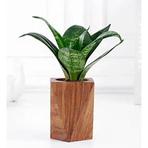 Jardinière carrée moderne en bois, écologique, pour décoration de table, pot écologique pour plantes, pour la décoration de table à la maison - Product Image 1