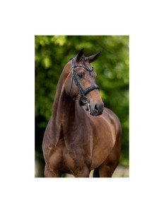 Bridon de dressage en cuir avec détails en strass, noir, équipement d'équitation - Product Image 2