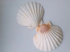 PRECIO COMPETITIVO SEASHELL/ SACALLOPS DECORACIONES HOGAR BLANCO/Sra. Lima - Product Image 6