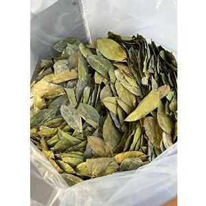 Selected Graviola Dried Soursop Leaves <b>Tea</b> Ingredient Bulk Wholesale - Product Image 4