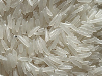 Riz long grain de jasmin du Vietnam séché ST25 de qualité supérieure, 5% de brisures, non-OGM, norme d'exportation, emballage sous vide 1kg 5kg 10kg