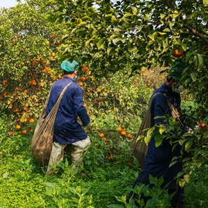 น้ำส้มคั้นเข้มข้นแช่แข็งธรรมชาติ 100% ตรา FCKJ พรีเมียม ฟิลเตอร์แล้ว ไขมันต่ำ ผลิตจากประเทศปากีสถาน - Product Image 6