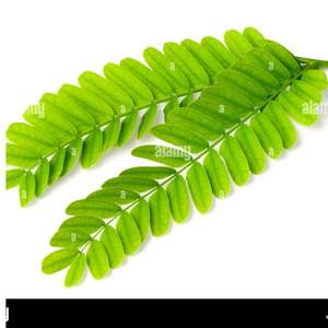 Hojas de tamarindo, producto agrícola Premium - Product Image 3