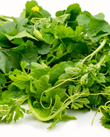 Feuilles de courge amère séchées naturelles, produit à base de plantes sans produits chimiques pour le thé santé et l'extraction