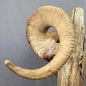 Shofar en corne de bélier sculpté à la main, toutes tailles, prix d'usine, qualité supérieure, poli, conforme aux normes casher. - Product Image 3