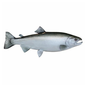 Pescado al por mayor de alta calidad: Salmón rosa fresco congelado entero, eviscerado o descapilarado, a la venta - Product Image 3