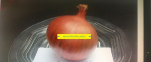 Graines d'oignon jaune (Phulkara) OPV, pureté 99,99%, germination 85% - Product Image 2