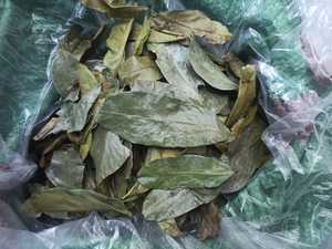 Hoja de Graviola de Guanábana seca orgánica Hierba cuidadosamente seleccionada de Vietnam Hoja de Graviola de Guanábana seca utilizada para bolsa de vacío de té - Product Image 5
