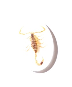 Golden Scorpion Real Specimen Plastic Cabochon Oval 18x25 mm White Flat Bottom for Crafts and Jewelry Making - Product Image 4