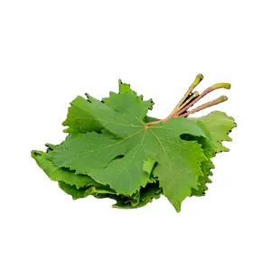 "KIM" Organic and Top-Quality Offering from Vietnam/ Grape Leaves/ Exceptional for Export in 2023.