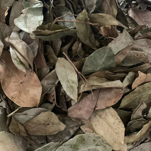 Vietnam Factory Dried Soursop Leaves Natural Herbal <b>Tea</b> Leaves Bulk Manufacturer Supplier Export - Product Image 3