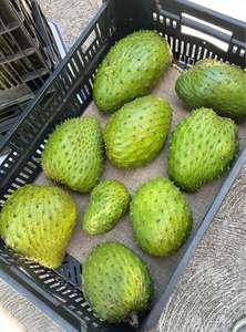 Bulk IQF Frozen Soursop Fruit for Beverage Dessert and Ice Cream - Product Image 3