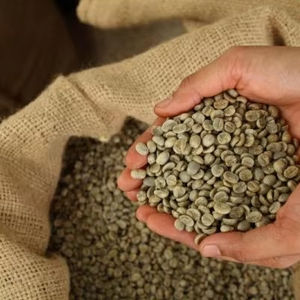 Café Vert Robusta de Qualité Supérieure, Spécialité, Taille 18, Noir, Brisure à 0,1% seulement, Certifié USDA ISO 22000, Marque TNFOOD, Grade G1/G2 - Product Image 1