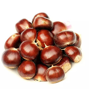 เมล็ดเกาลัดสดใหม่ขายในราคาถูก ซื้อเมล็ดเกาลัดแบบขายส่ง - Product Image 4