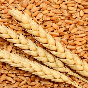 Trigo de Grano Largo Orgánico Puro, Granos Integrales Cuidadosamente Seleccionados con Calidad Natural, Apto para Procesamiento y Molienda de Alimentos - Product Image 6