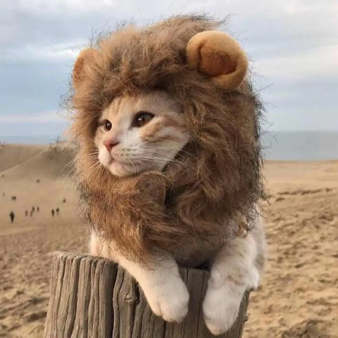 Halloween New Dog Hat Lion Style Haustier Katze Kostüm