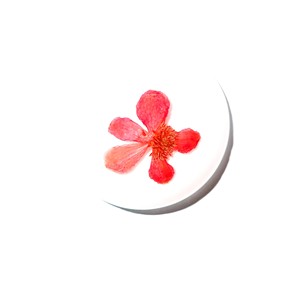 Viola Herb Flower - Espécimen de Planta Real en Cabujón de Plástico Redondo de 35x35 mm, Base Plana Blanca para Manualidades y Joyería - Product Image 5