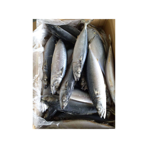 ปลาทูแช่แข็งคุณภาพสูง พร้อมส่งออกจำนวนมากและรับออเดอร์จำนวนมาก - Product Image 2