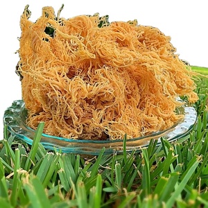 NATURAL WILDCRAFTED SEA <b>MOSS</b> for BETTER IMMUNE SUPPORT / HAND-HARVESTED / AFFORDABLE VALUE / Ms Lina - Product Image 4