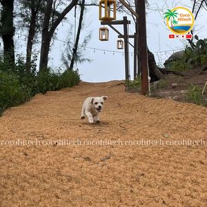 Tapis en fibre de coco de haute qualité pour de multiples usages au meilleur prix de COCO HITECH - Product Image 5