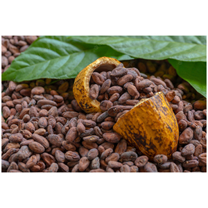 ผู้ค้าส่งเมล็ดโกโก้ขายในราคาถูก - Product Image 1
