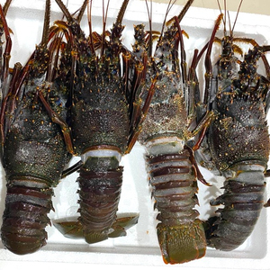 กุ้งมังกรแช่แข็งแบรนด์ส่วนตัวจากบราซิล แบบเป็นตัว พร้อมบรรจุภัณฑ์กล่อง  ผู้จัดจำหน่ายอาหารทะเลแบบดรอปชิปปิ้ง - Product Image 4