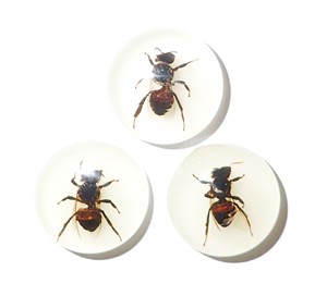 Honey <b>Bee</b> Real Specimen Plastic Cabochon Round 25x25 mm Glow Flat Bottom for Crafts and Jewelry Making - Product Image 3