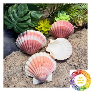 Coquilles Saint-Jacques Décoration Côtière Coquillages Naturels Blancs 3-5cm 8-13cm pour la Décoration de la Maison de Plage, de la Table, du Mur et de la Maison - Product Image 4