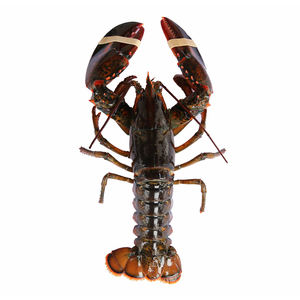 Compre Productos de Exportación de Austria: Langosta Canadiense a Precios de Mayoreo, Camarones, Mariscos, Langostas Rosadas Congeladas Crudas Verdes a Precios con Descuento - Product Image 2