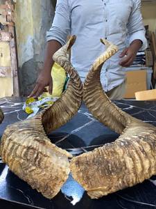 Shofar en corne de bélier Kudu, shofar en corne de bélier poli, shofar artisanal naturel, instrument en corne de bélier, shofar en corne de Kudu, shofar juif, 29 pouces - Product Image 6